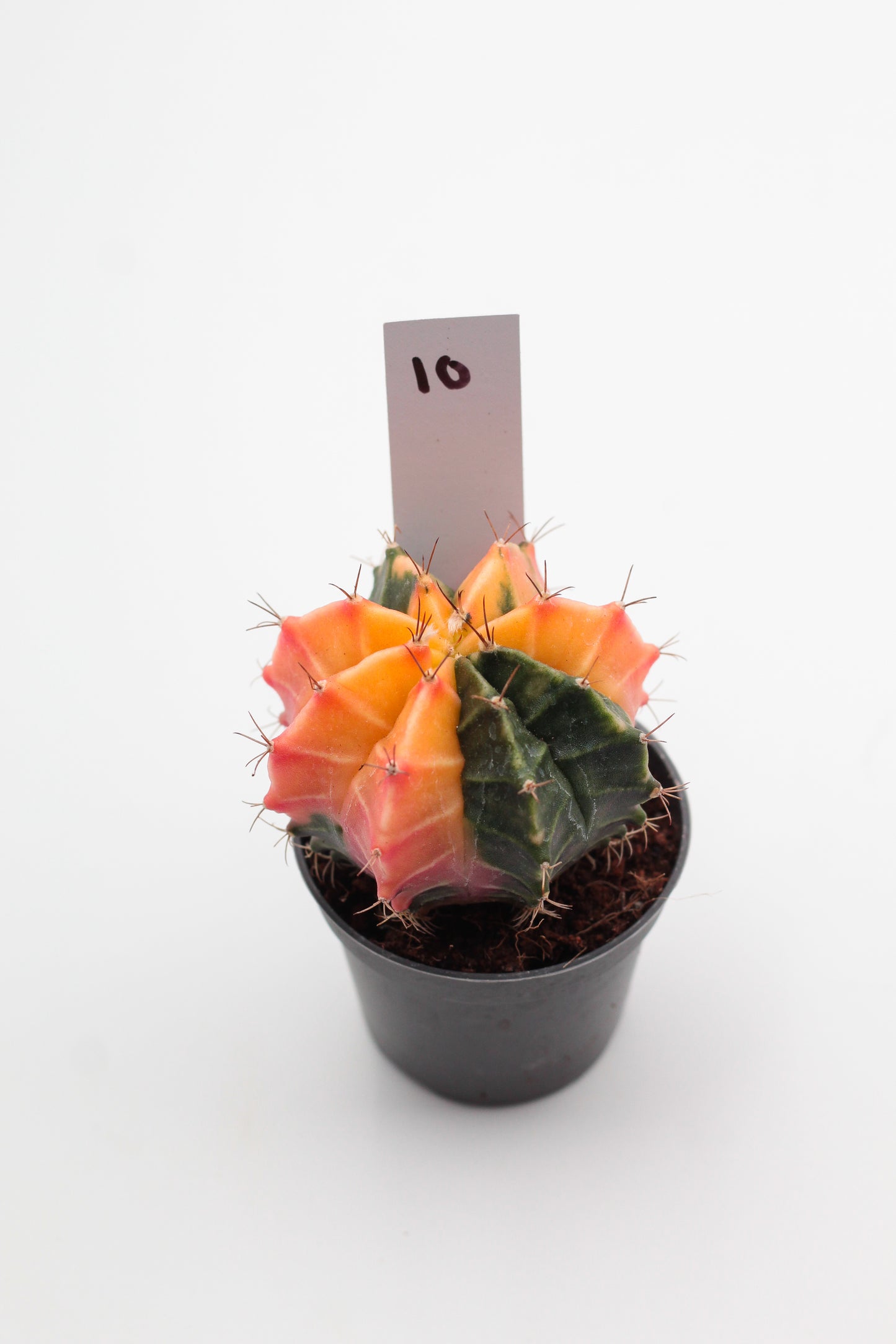 Gymnocalycium mihanovichii variegata Thai hybrid