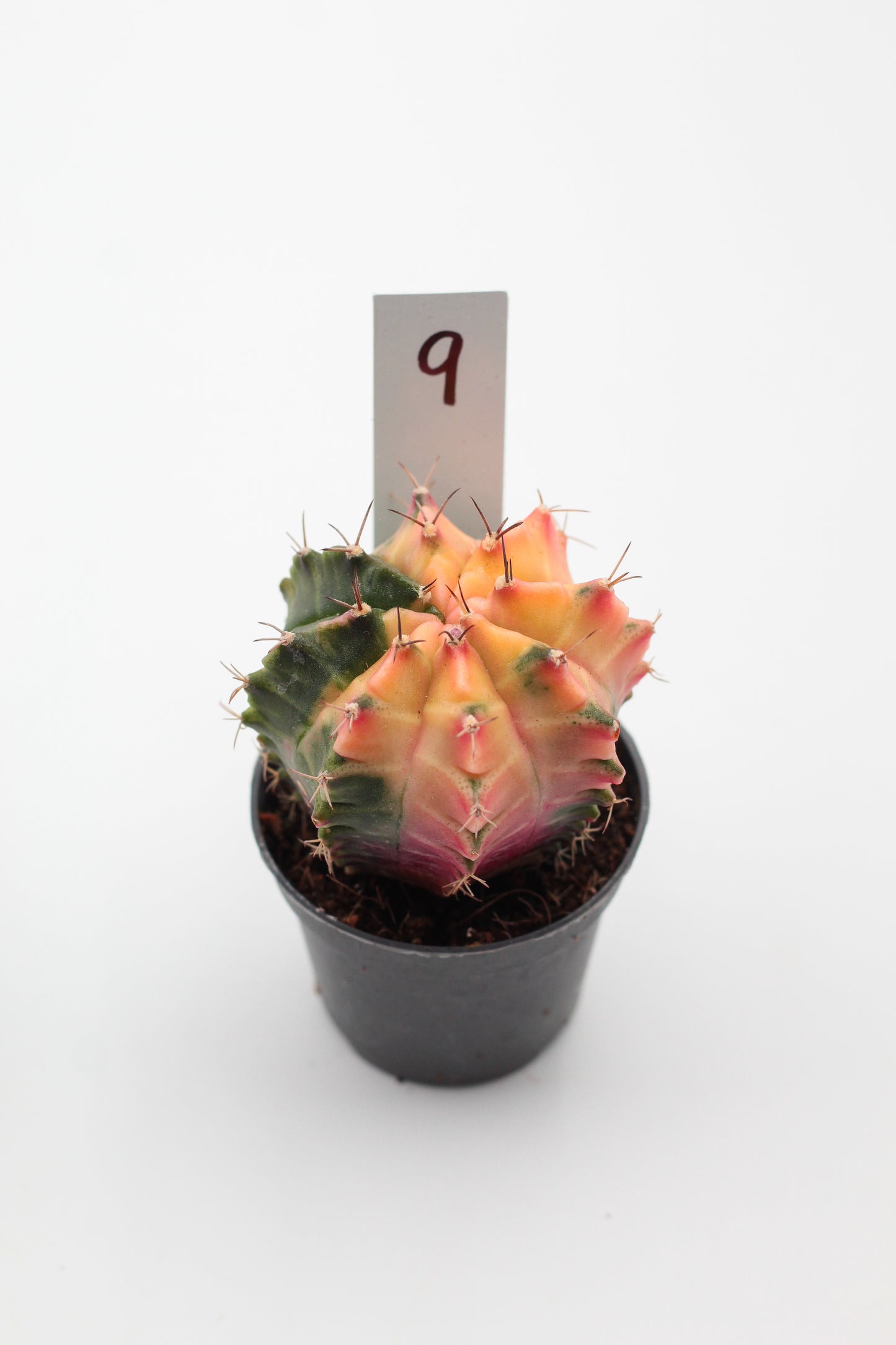 Gymnocalycium mihanovichii variegata Thai hybrid