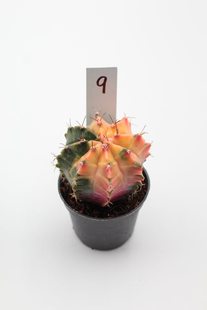 Gymnocalycium mihanovichii variegata Thai hybrid