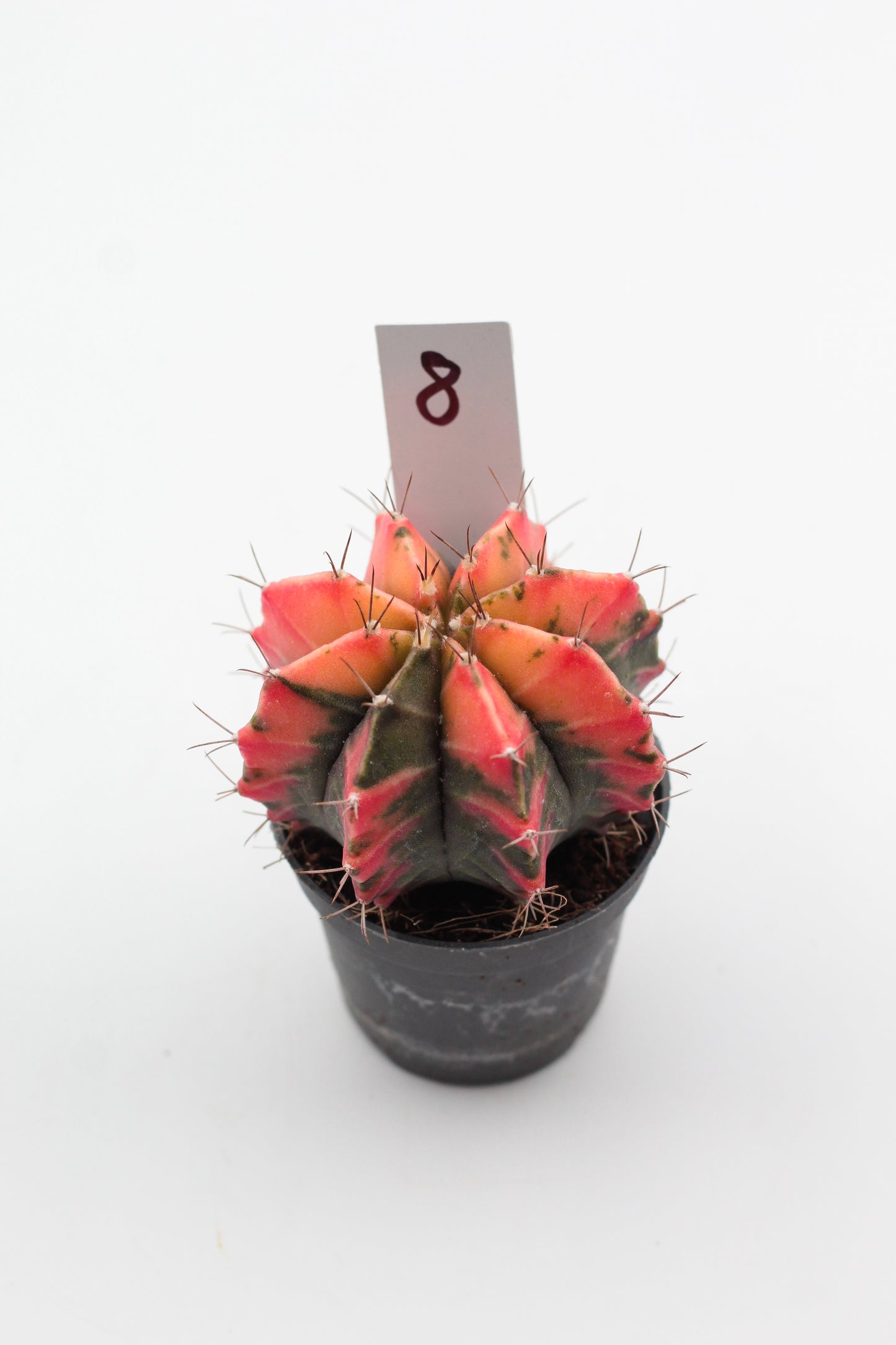 Gymnocalycium mihanovichii variegata Thai hybrid
