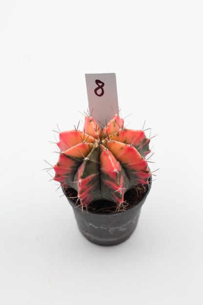 Gymnocalycium mihanovichii variegata Thai hybrid