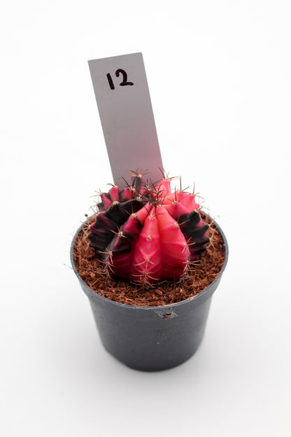 Gymnocalycium mihanovichii variegata Thai hybrid