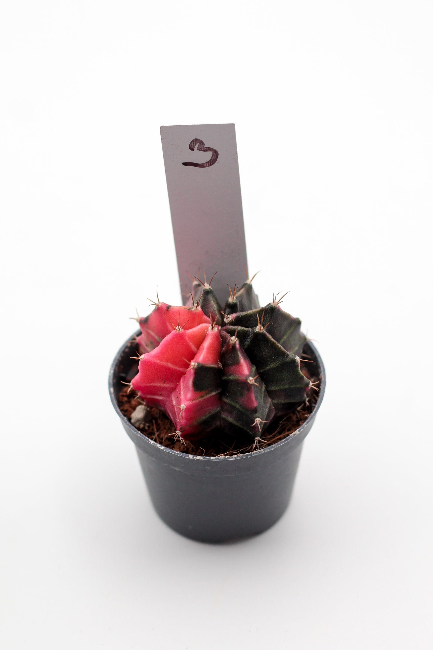 Gymnocalycium mihanovichii variegata Thai hybrid