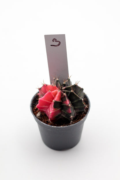 Gymnocalycium mihanovichii variegata Thai hybrid