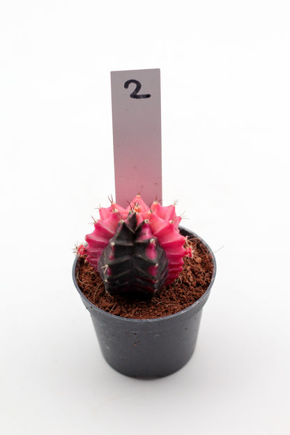 Gymnocalycium mihanovichii variegata Thai hybrid