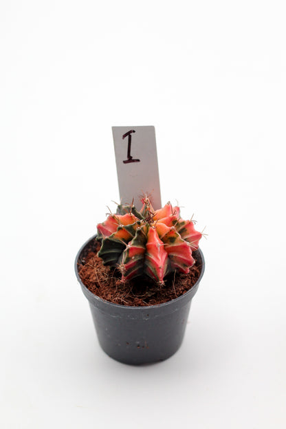 Gymnocalycium mihanovichii variegata Thai hybrid