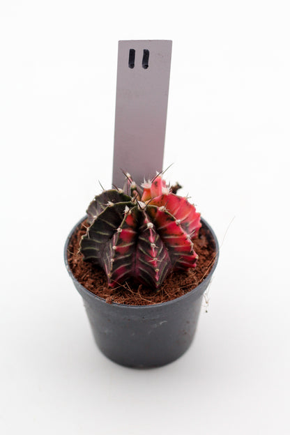 Gymnocalycium mihanovichii variegata Thai hybrid