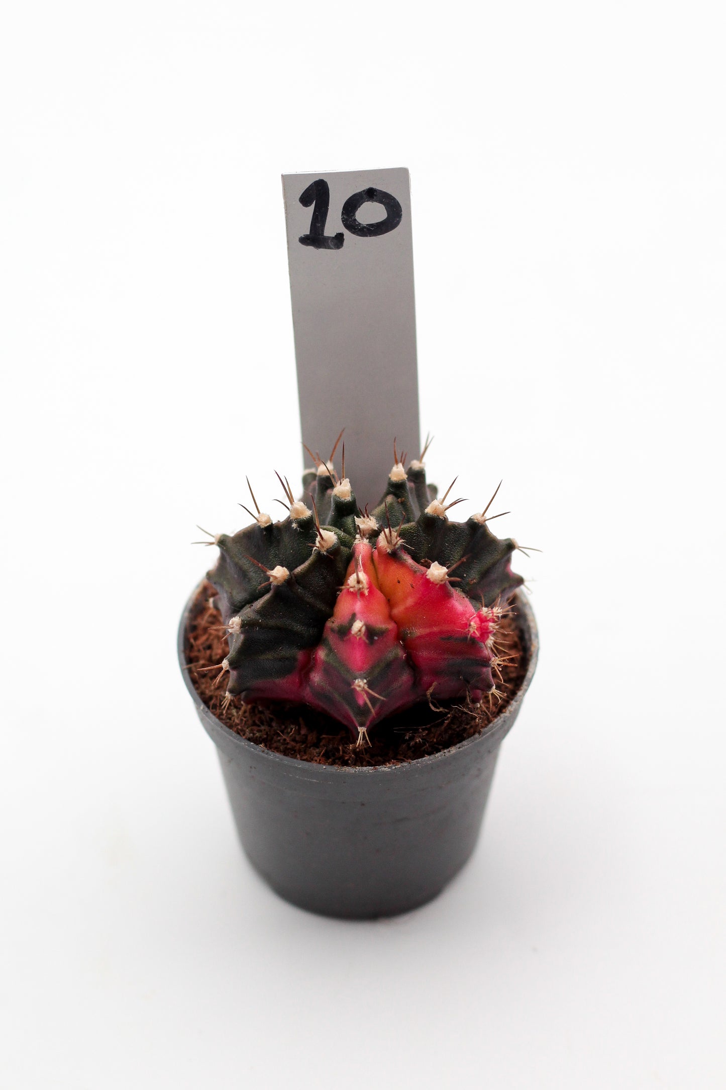 Gymnocalycium mihanovichii variegata Thai hybrid