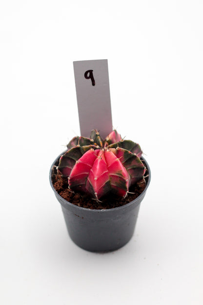 Gymnocalycium mihanovichii variegata Thai hybrid