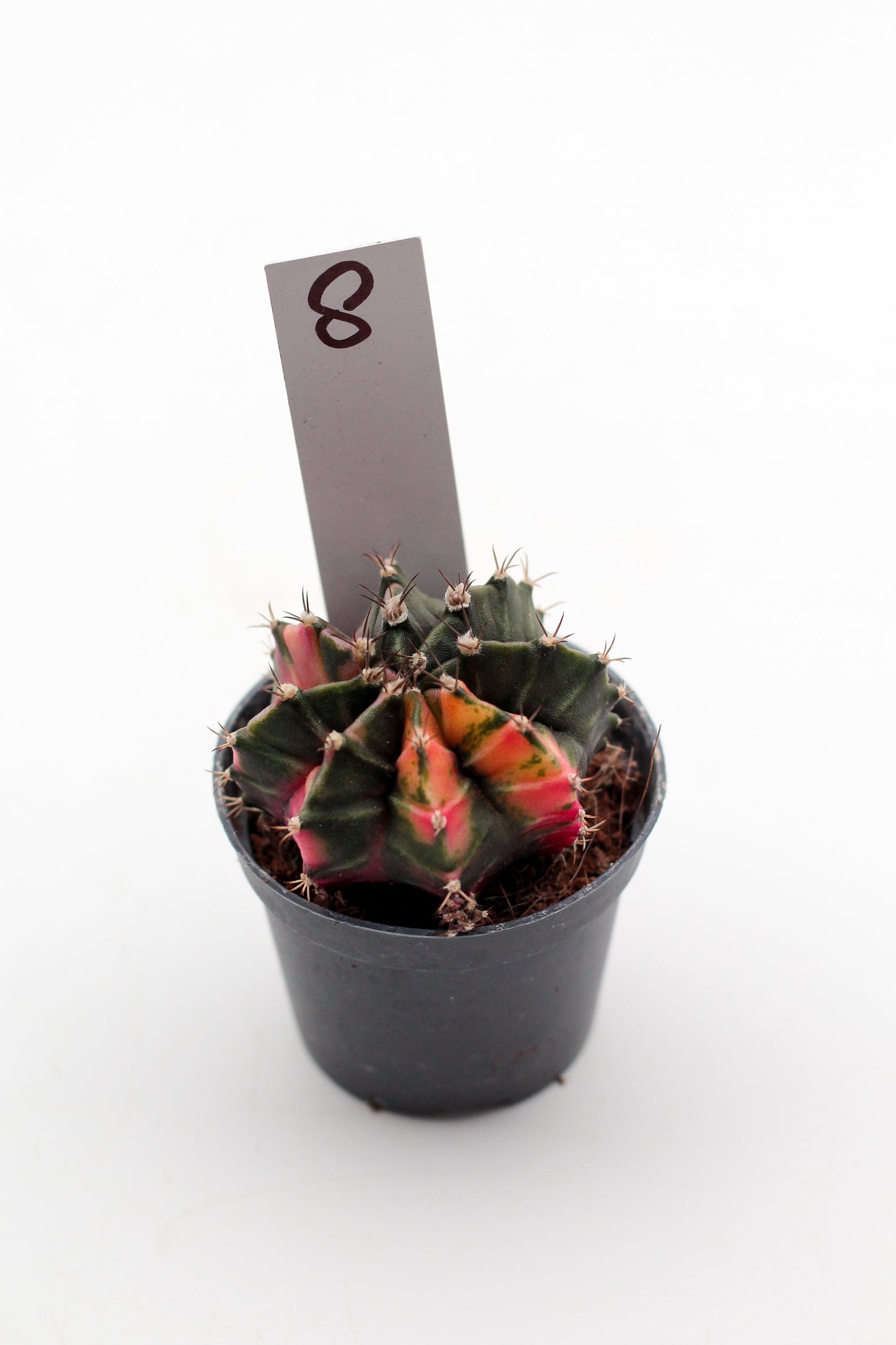 Gymnocalycium mihanovichii variegata Thai hybrid