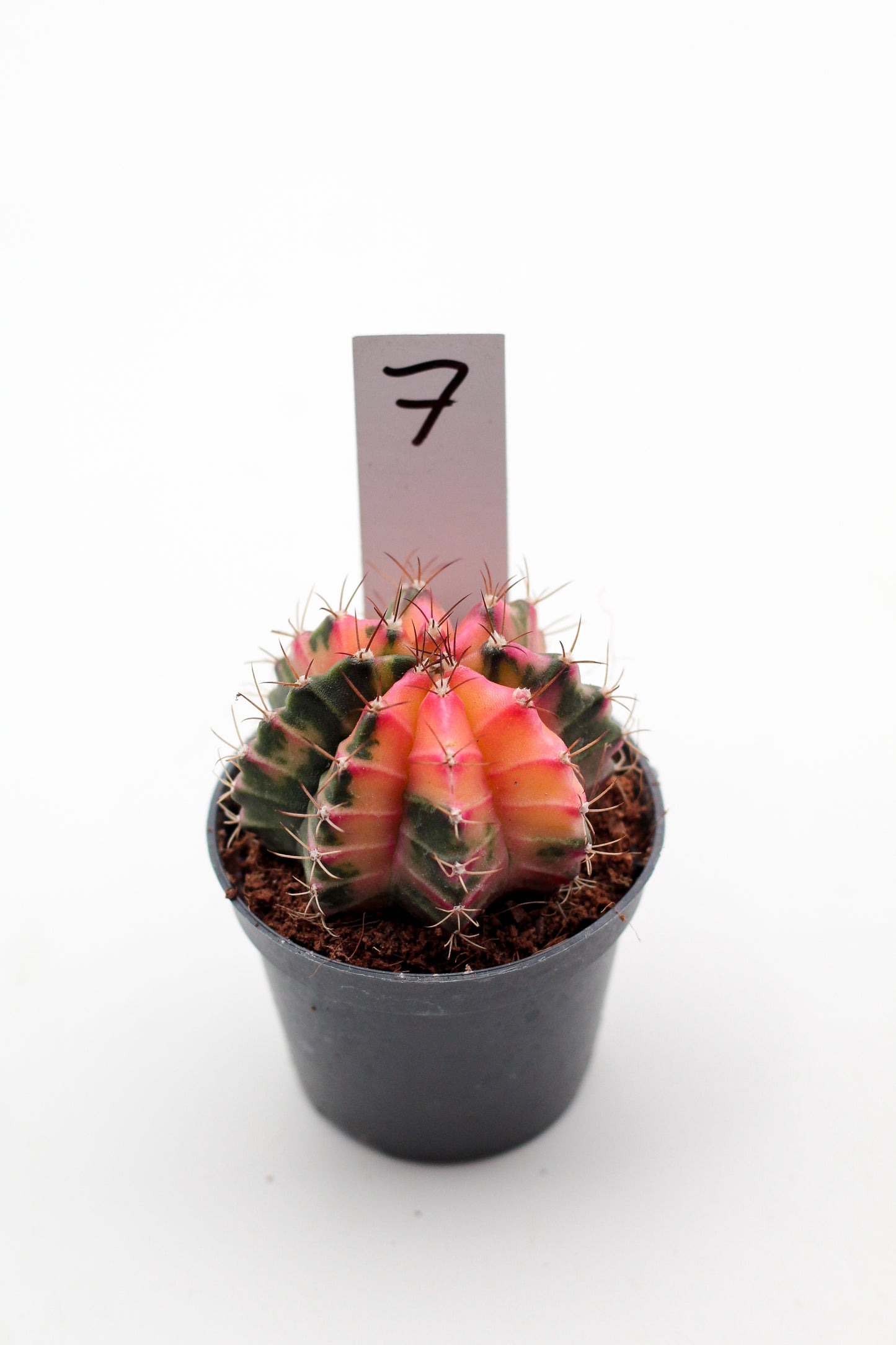 Gymnocalycium mihanovichii variegata Thai hybrid