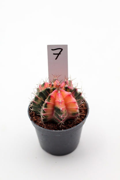 Gymnocalycium mihanovichii variegata Thai hybrid