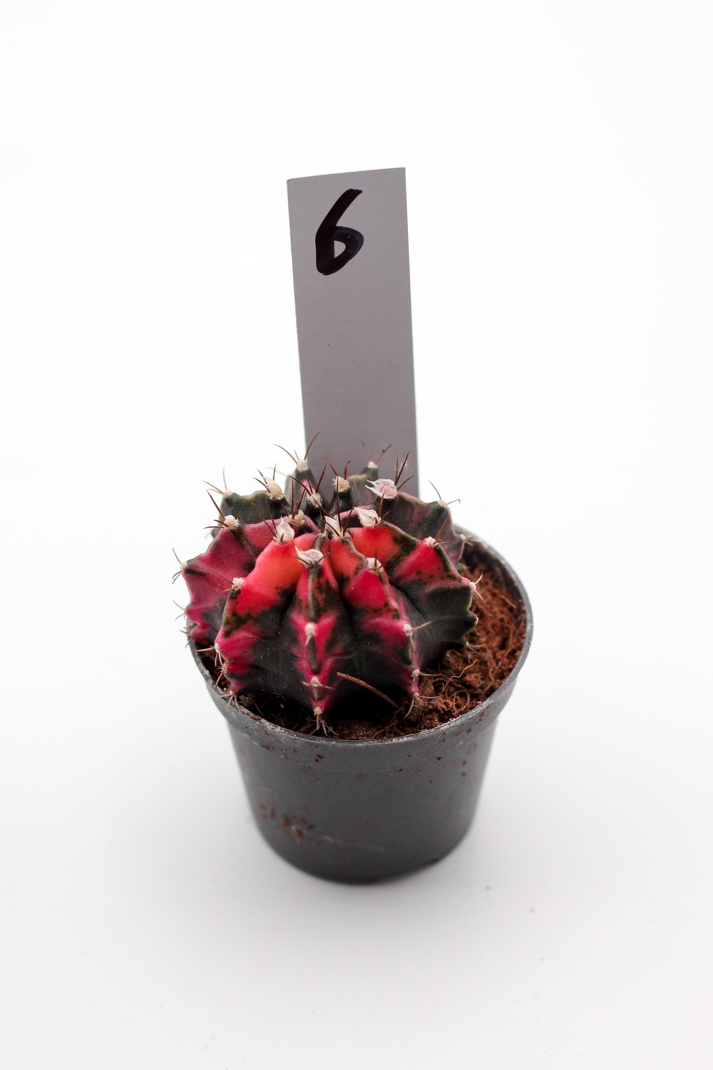 Gymnocalycium mihanovichii variegata Thai hybrid