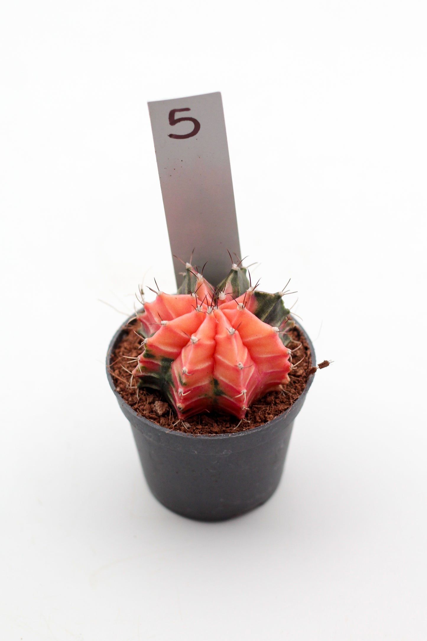 Gymnocalycium mihanovichii variegata Thai hybrid