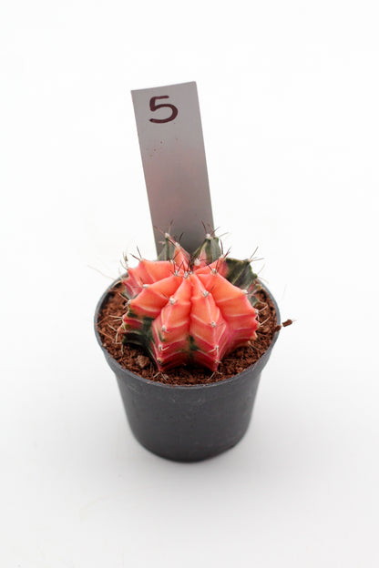 Gymnocalycium mihanovichii variegata Thai hybrid