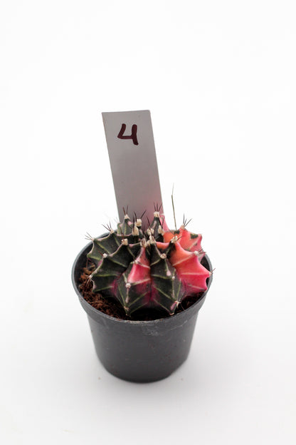 Gymnocalycium mihanovichii variegata Thai hybrid