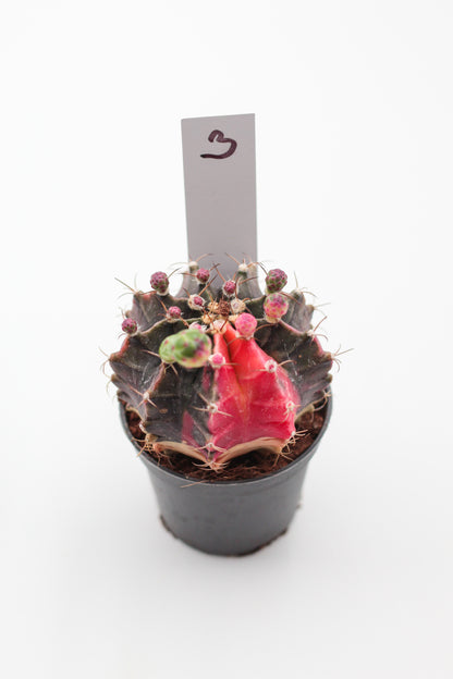 Gymnocalycium mihanovichii variegata Thai hybrid