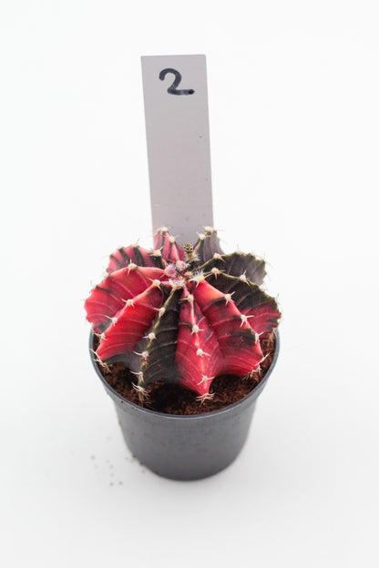 Gymnocalycium mihanovichii variegata Thai hybrid