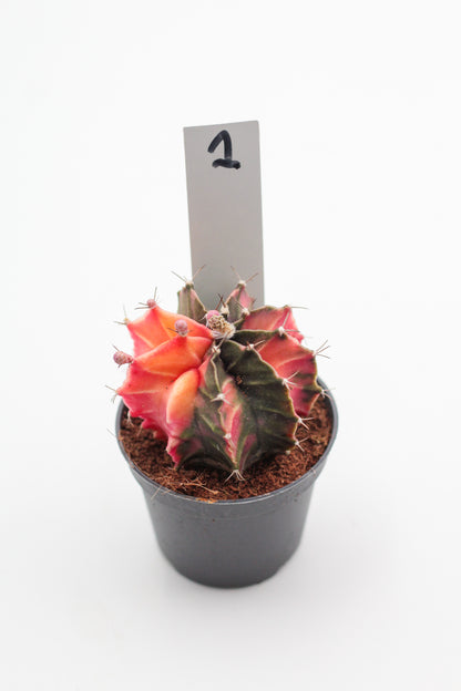Gymnocalycium mihanovichii variegata Thai hybrid