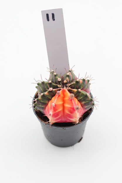 Gymnocalycium mihanovichii variegata Thai hybrid