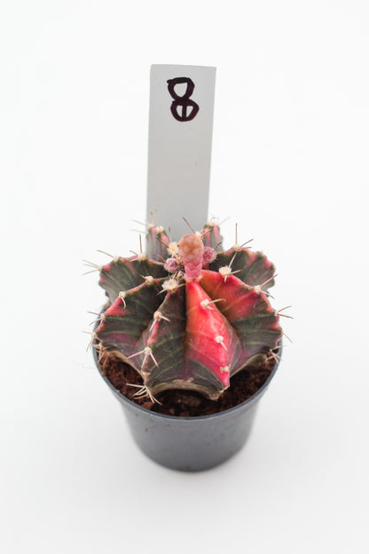 Gymnocalycium mihanovichii variegata Thai hybrid
