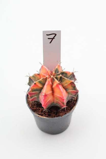 Gymnocalycium mihanovichii variegata Thai hybrid