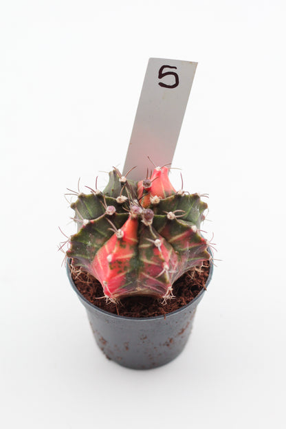 Gymnocalycium mihanovichii variegata Thai hybrid