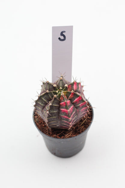 Gymnocalycium mihanovichii variegata Thai hybrid