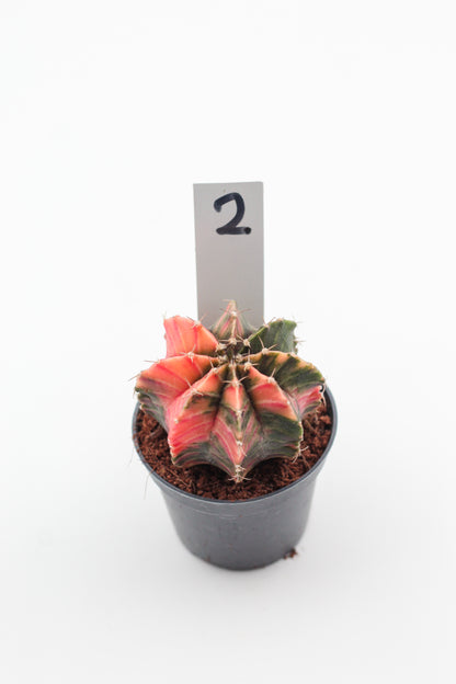 Gymnocalycium mihanovichii variegata Thai hybrid
