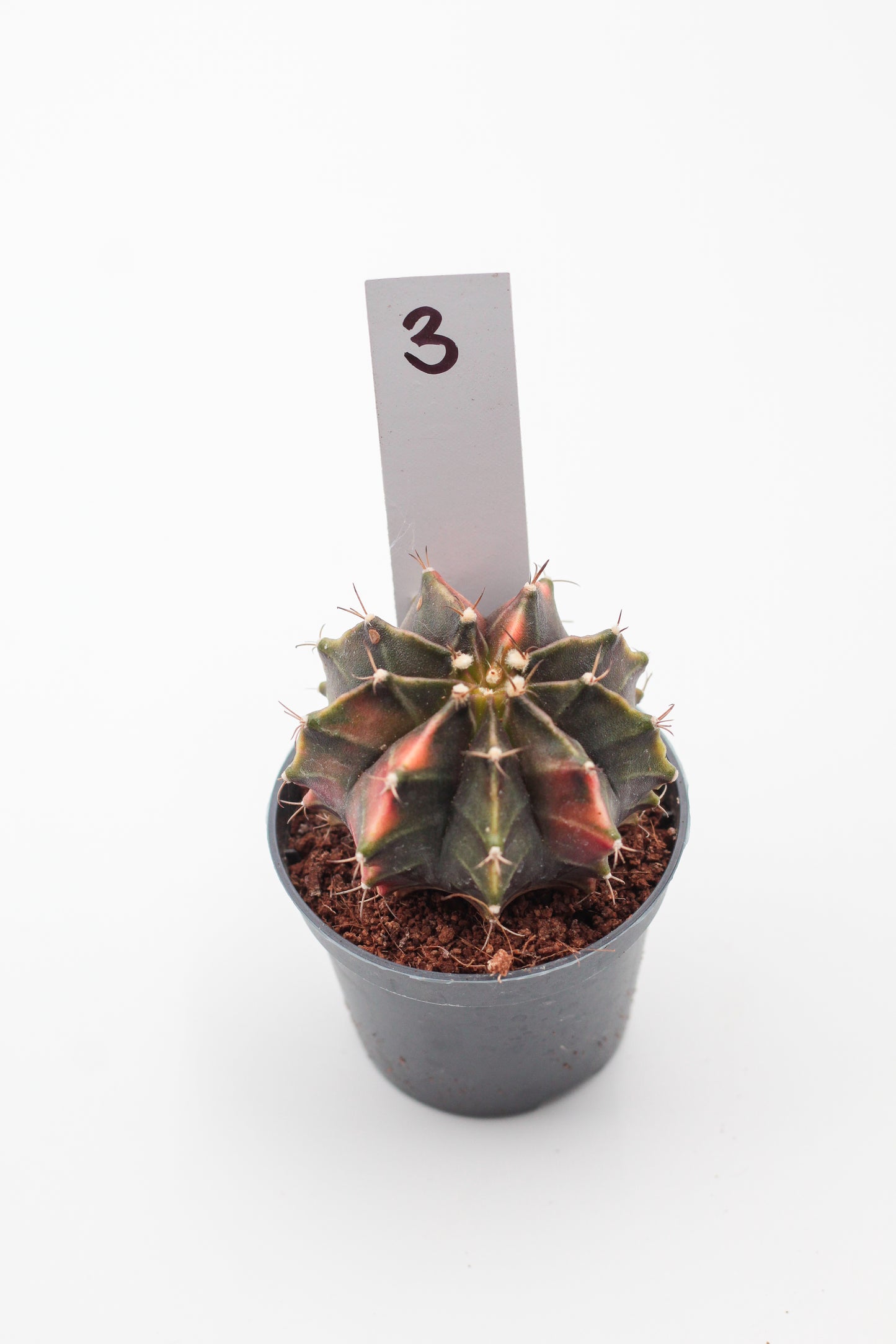 Gymnocalycium mihanovichii variegata Thai hybrid