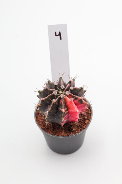 Gymnocalycium mihanovichii variegata Thai hybrid