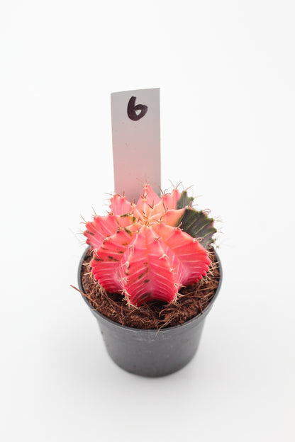 Gymnocalycium mihanovichii variegata Thai hybrid