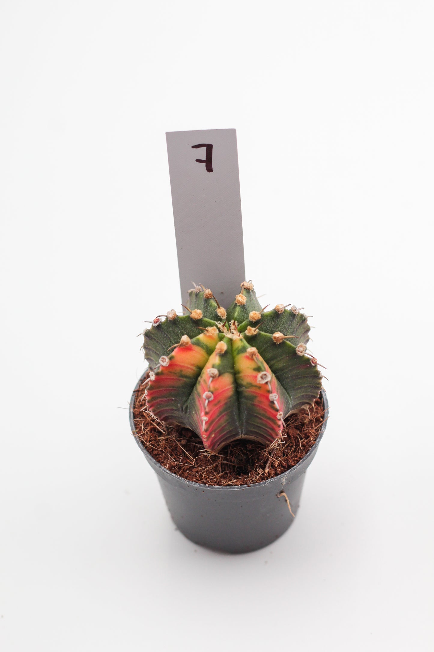 Gymnocalycium mihanovichii variegata Thai hybrid