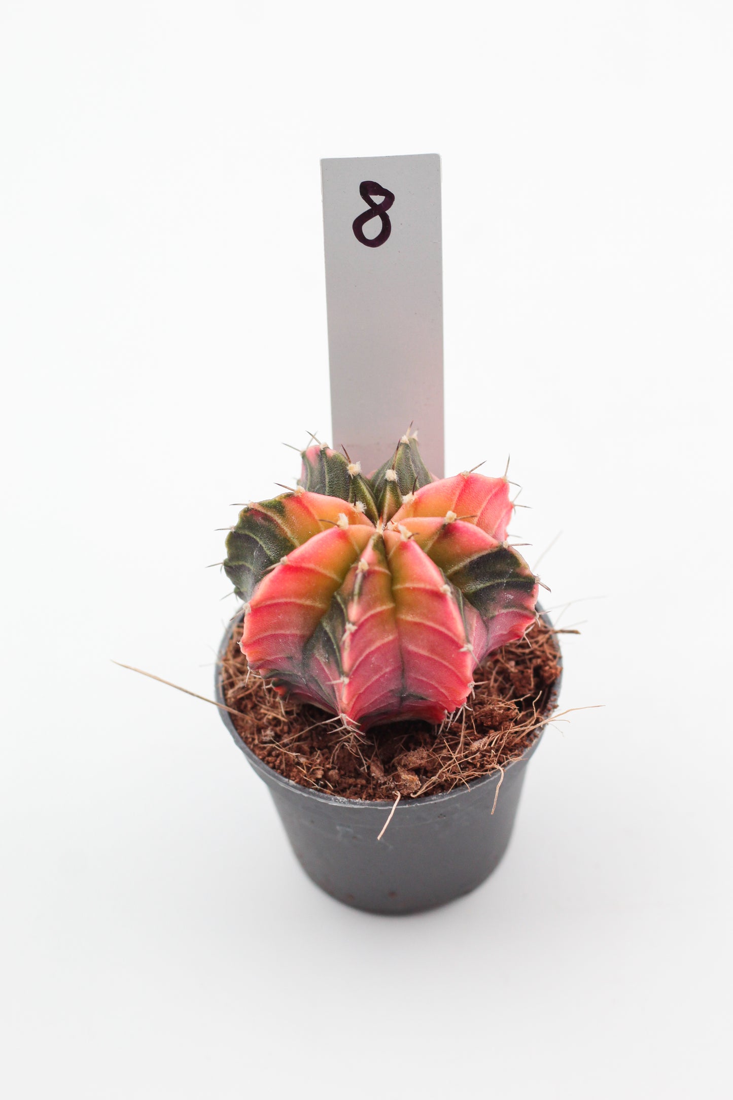 Gymnocalycium mihanovichii variegata Thai hybrid
