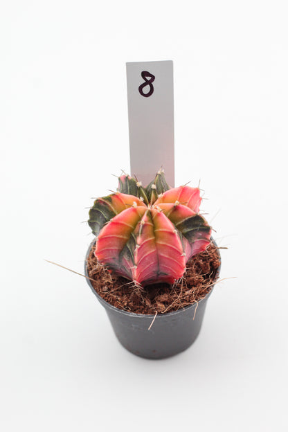 Gymnocalycium mihanovichii variegata Thai hybrid