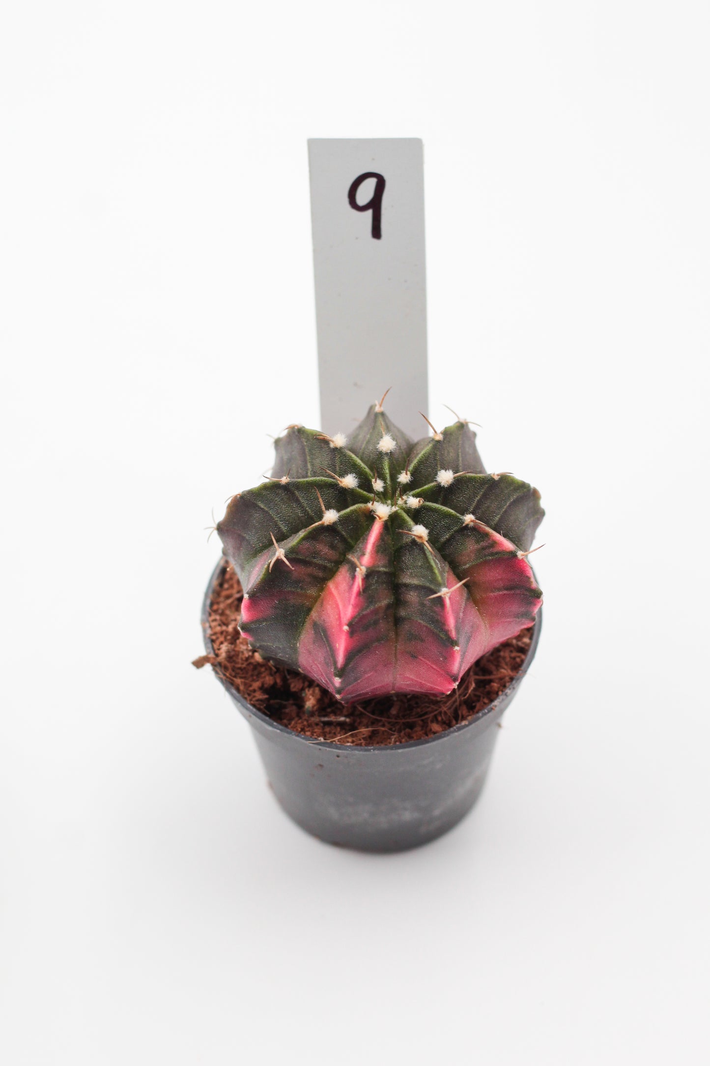 Gymnocalycium mihanovichii variegata Thai hybrid