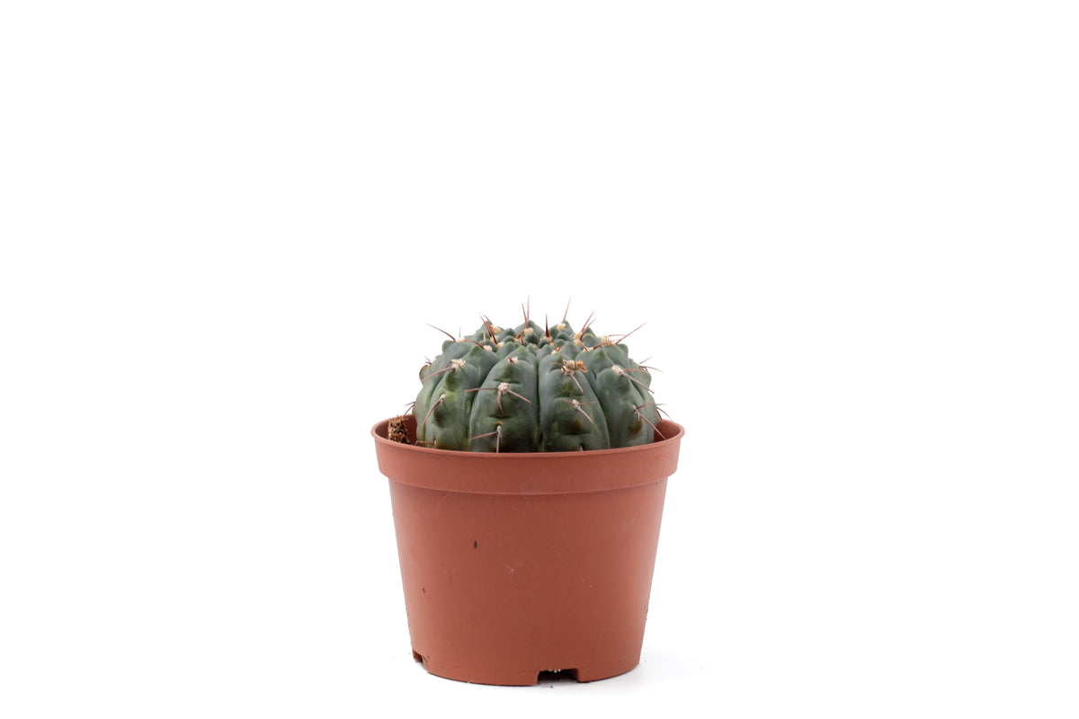 Gymnocalycium ochoterenae subs. vatteri