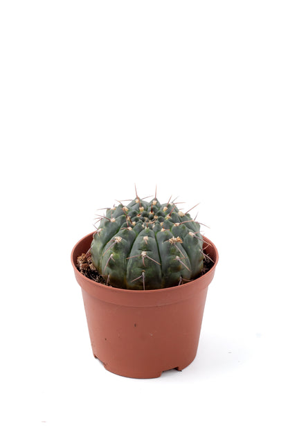 Gymnocalycium ochoterenae subs. vatteri