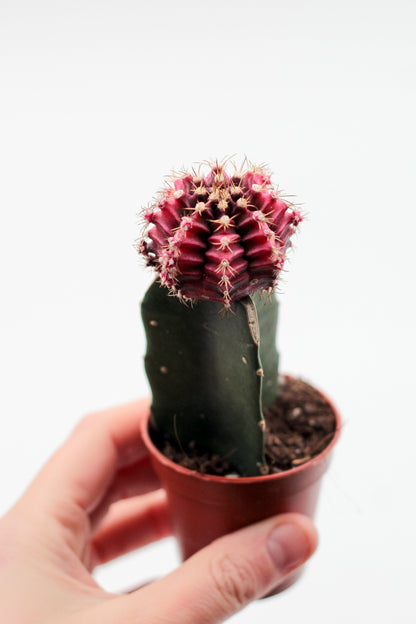 Gymnocalycium hybride mix