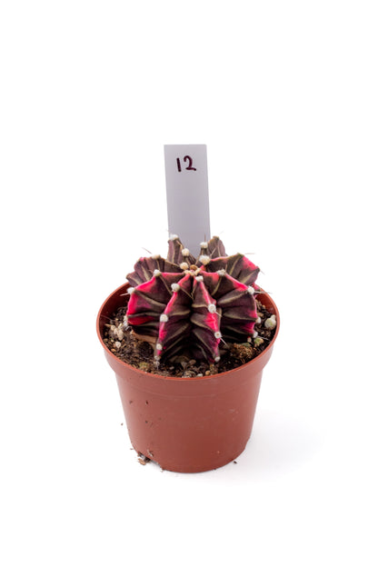 Gymnocalycium mihanovichii variegata Thai hybrid