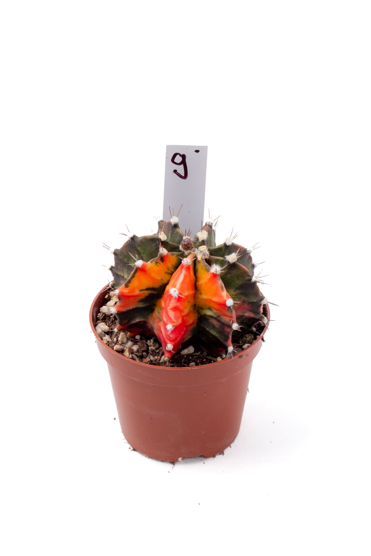 Gymnocalycium mihanovichii variegata Thai hybrid