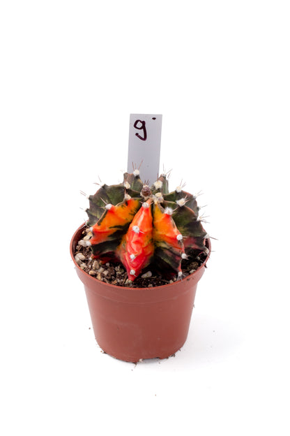 Gymnocalycium mihanovichii variegata Thai hybrid