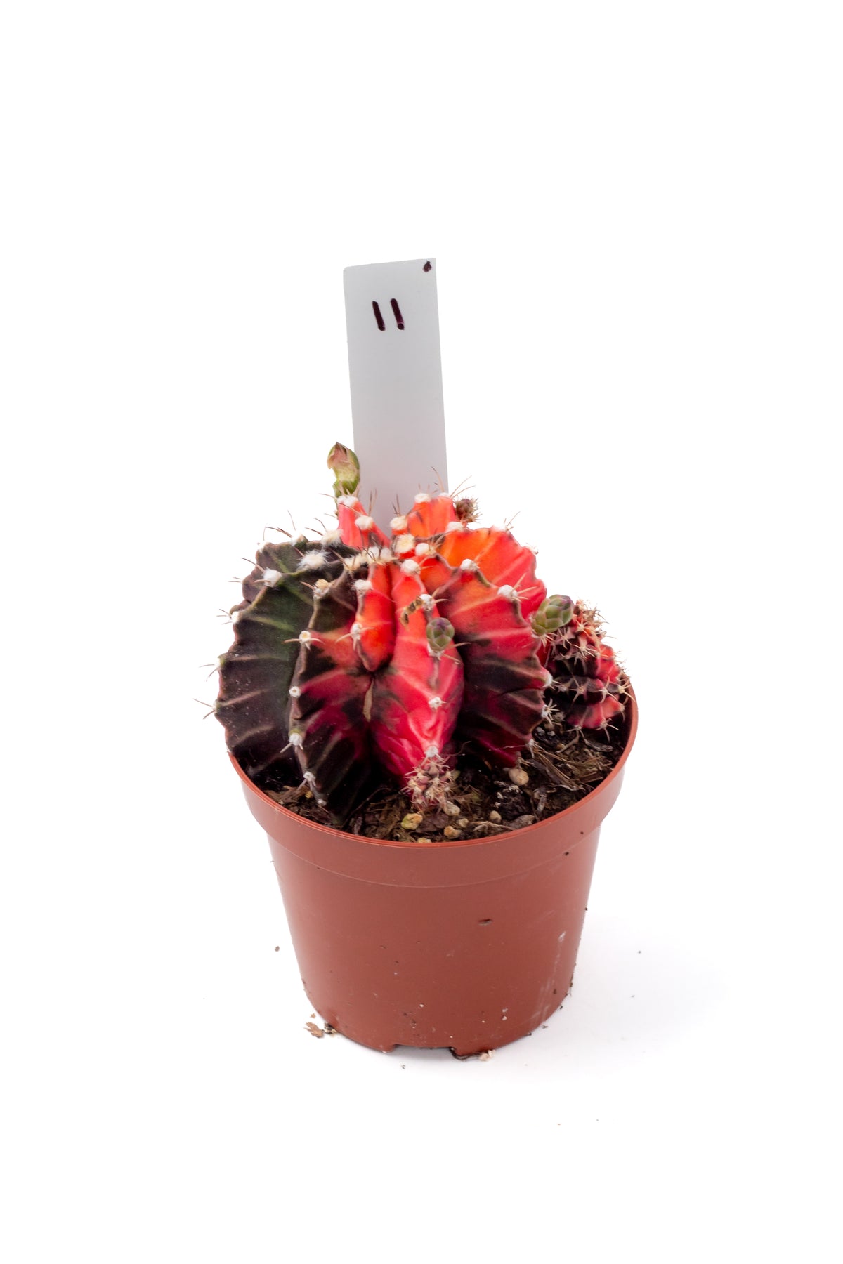Gymnocalycium mihanovichii variegata Thai hybrid