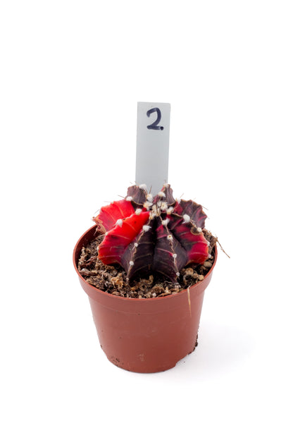 Gymnocalycium mihanovichii variegata Thai hybrid