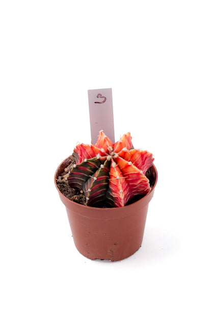 Gymnocalycium mihanovichii variegata Thai hybrid