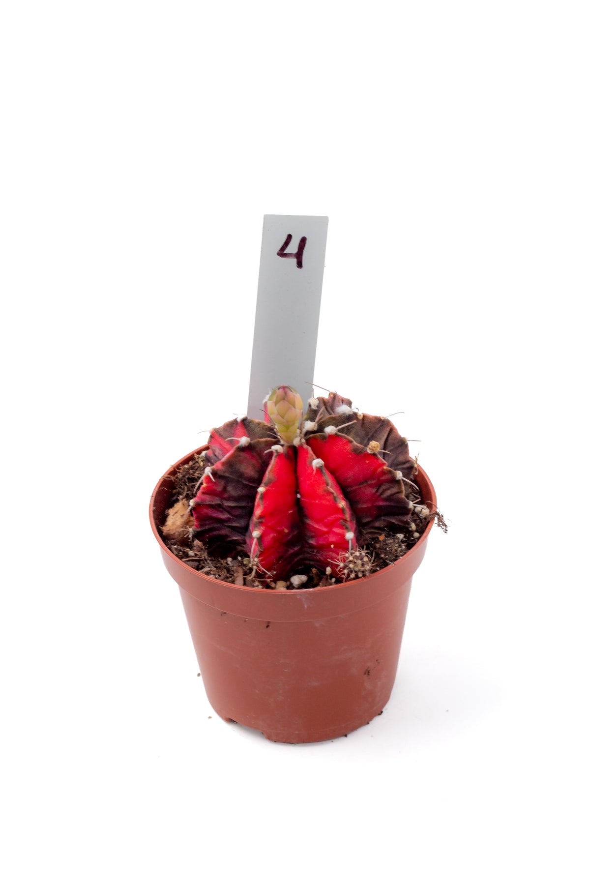 Gymnocalycium mihanovichii variegata Thai hybrid