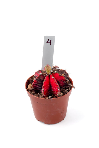Gymnocalycium mihanovichii variegata Thai hybrid