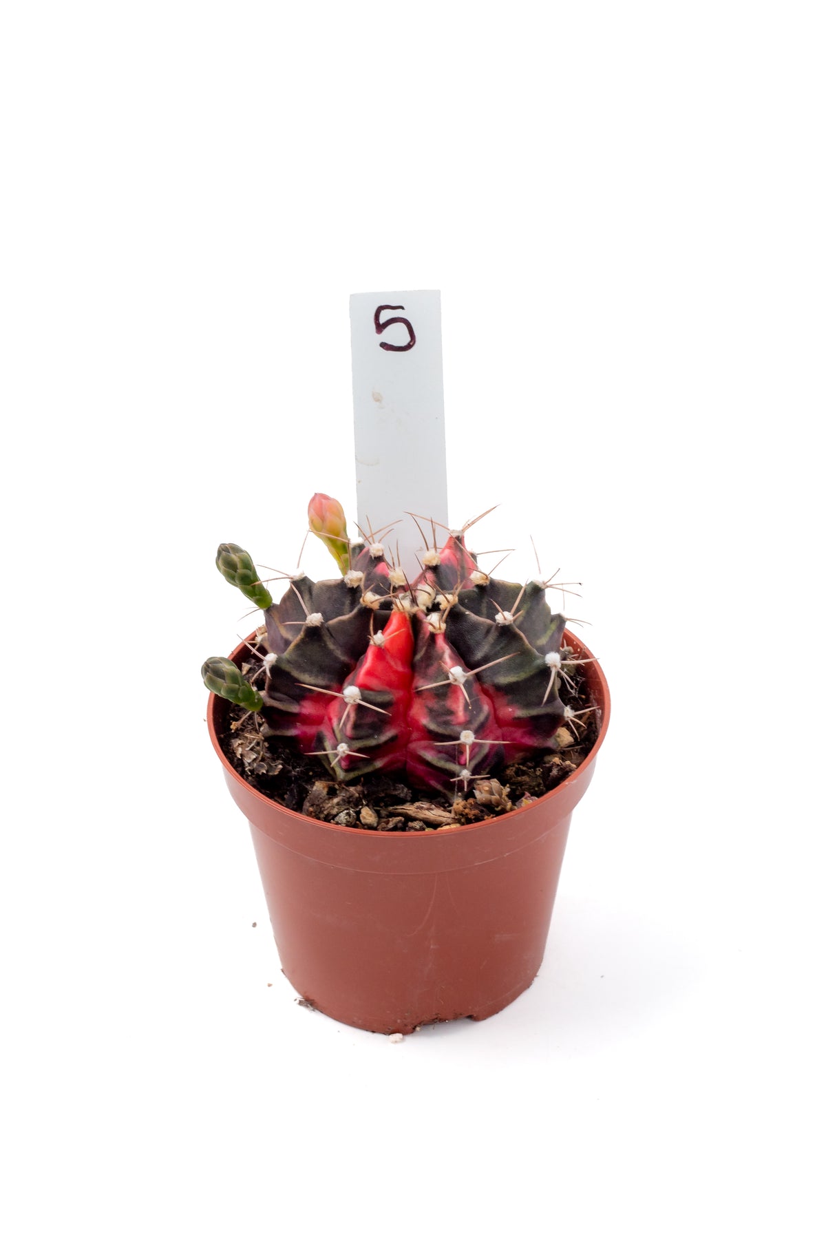Gymnocalycium mihanovichii variegata Thai hybrid