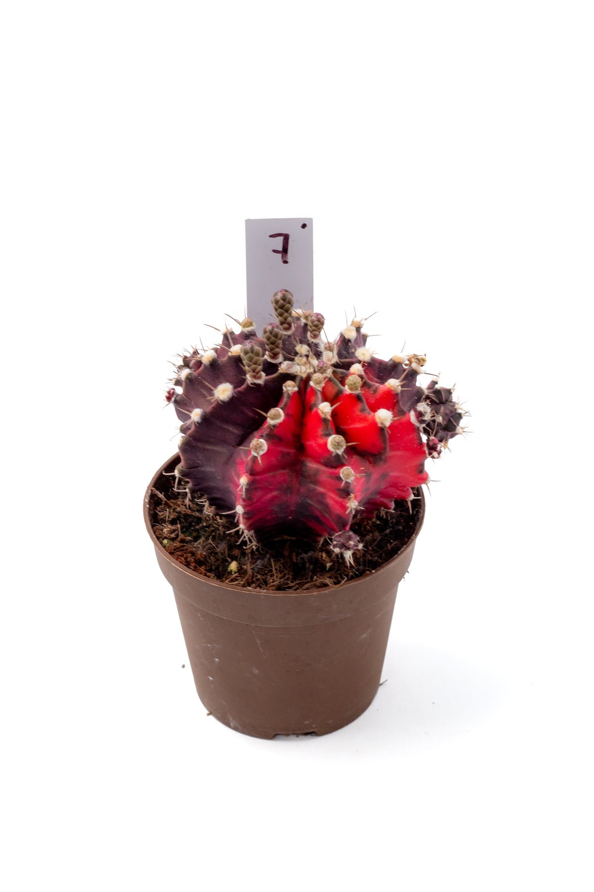 Gymnocalycium mihanovichii variegata Thai hybrid