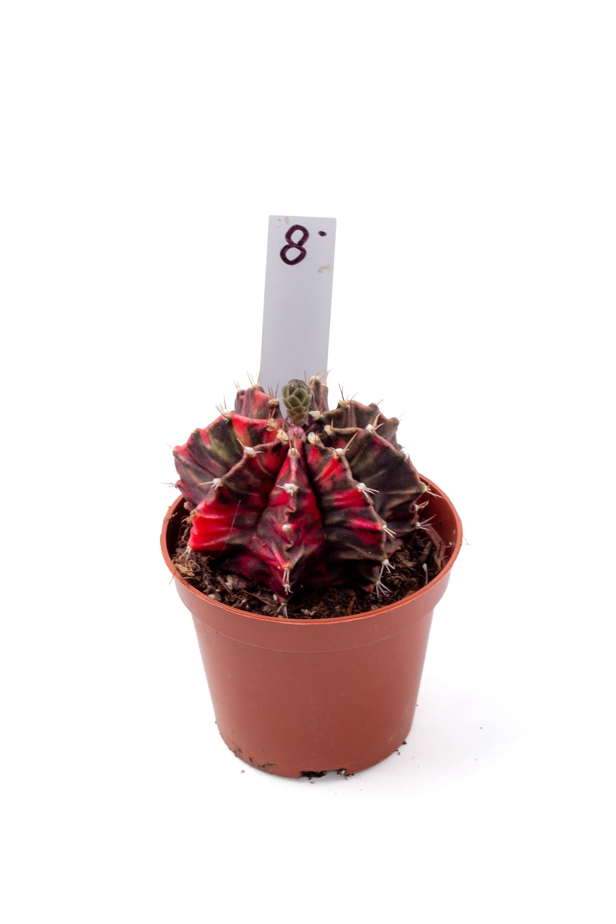 Gymnocalycium mihanovichii variegata Thai hybrid